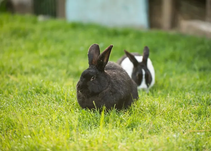 Alpen Camp 营地 格洛博明